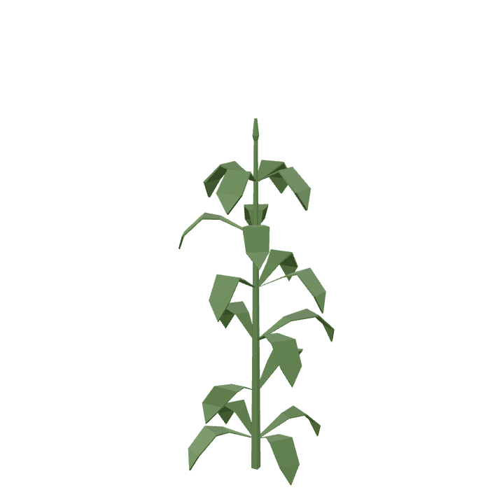 Corn, Vegetable, Yellow 3D model. Free for use. - Image 1