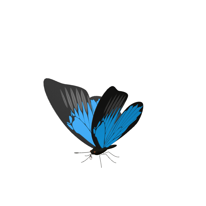 Butterfly, Insect, Animal 3D model. Free for use.